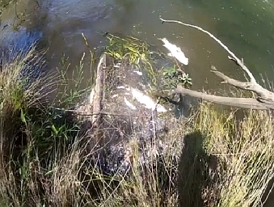 Fish kill in Sydney bass creek